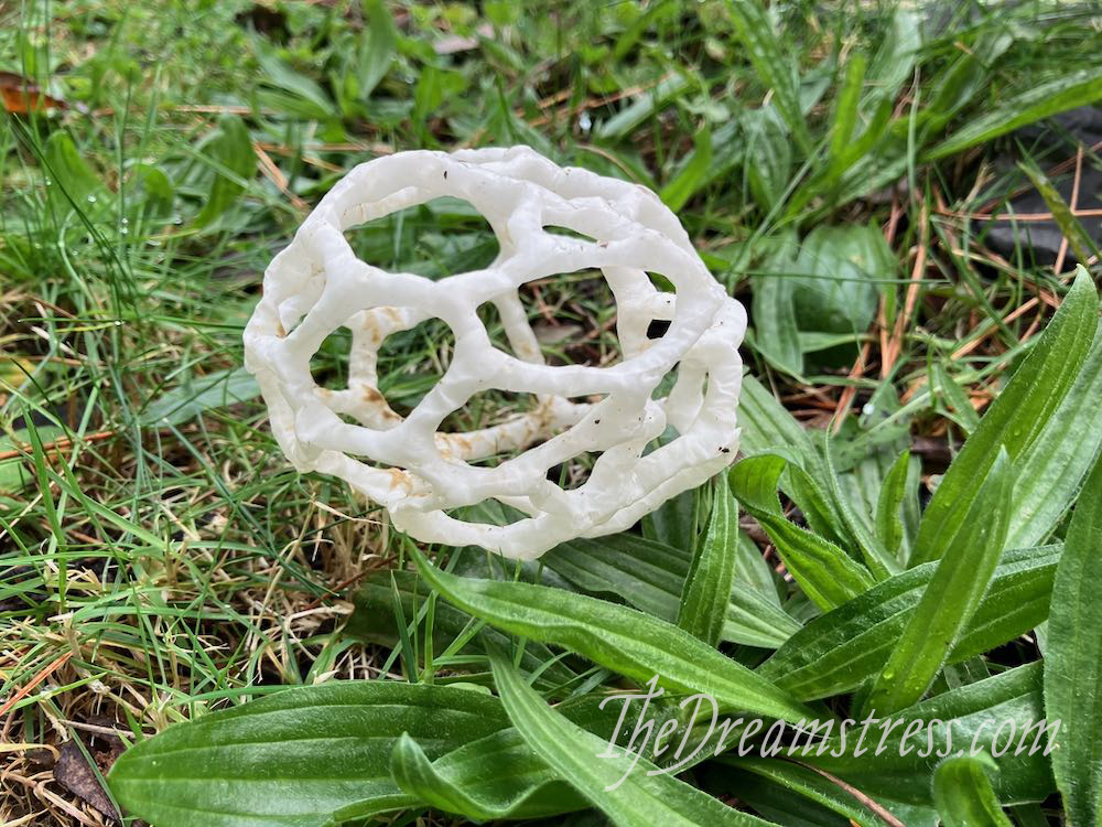 A tisket, a tasket, a little mushroom basket